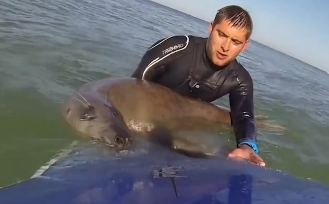 El gracioso encuentro de tablista y lobo marino que quiere aprender a surfear