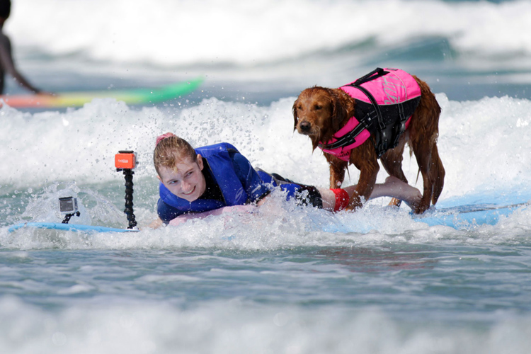 Este es el perro surfista que ayuda a ni&ntilde;os con discapacidad y veteranos de guerra